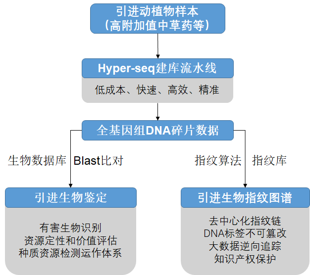 象草基因组研究