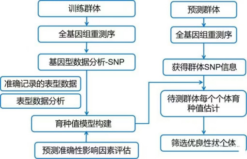 全基因组重测序分析流程